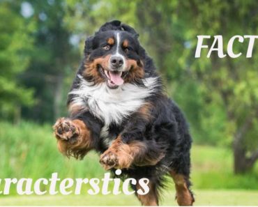 Bernese Mountain Dogs: Characteristics, Facts