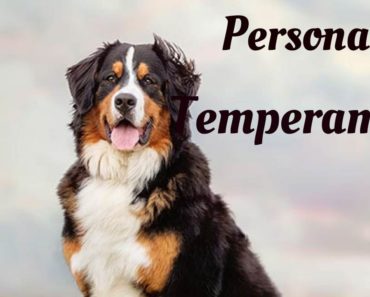 Bernese Mountain Dog Temperament, Personality