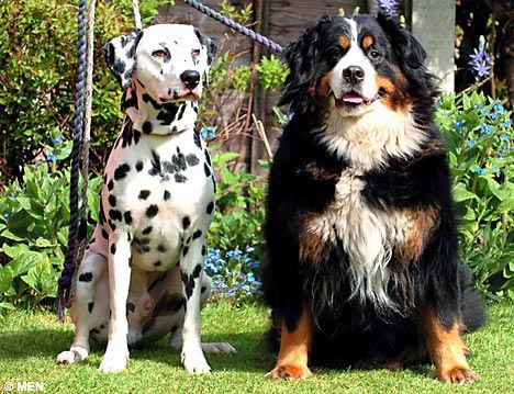 Bernese Mountain dog with another dog