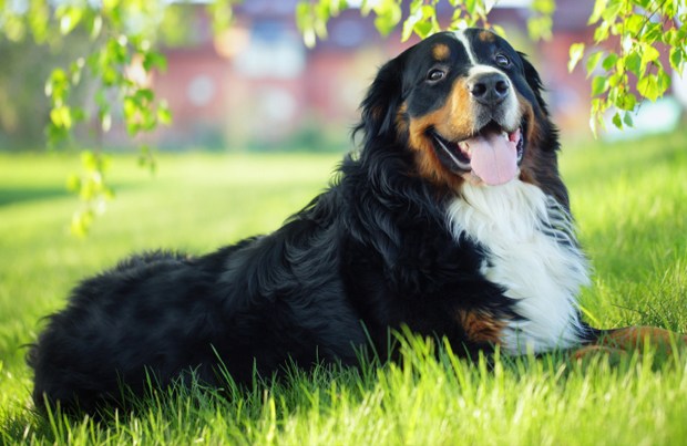 Bernese Mountain Dog Facts and information
