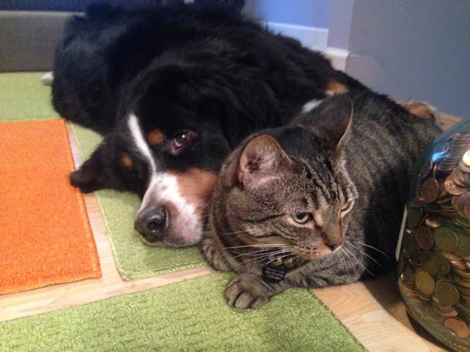 Bernese Mountain Dog with Cat