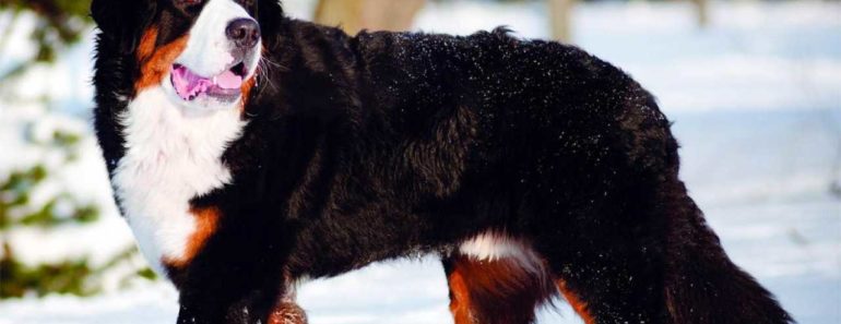 Bernese Mountain Dog Price: Cost(Read Before You Buy)