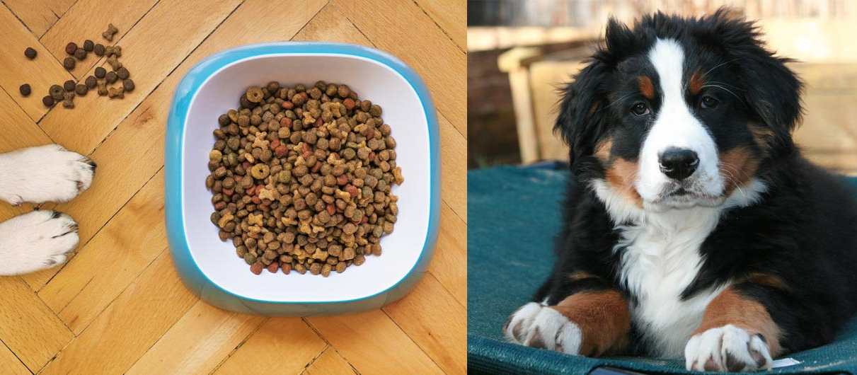 Bernese mountain dog diet and foods
