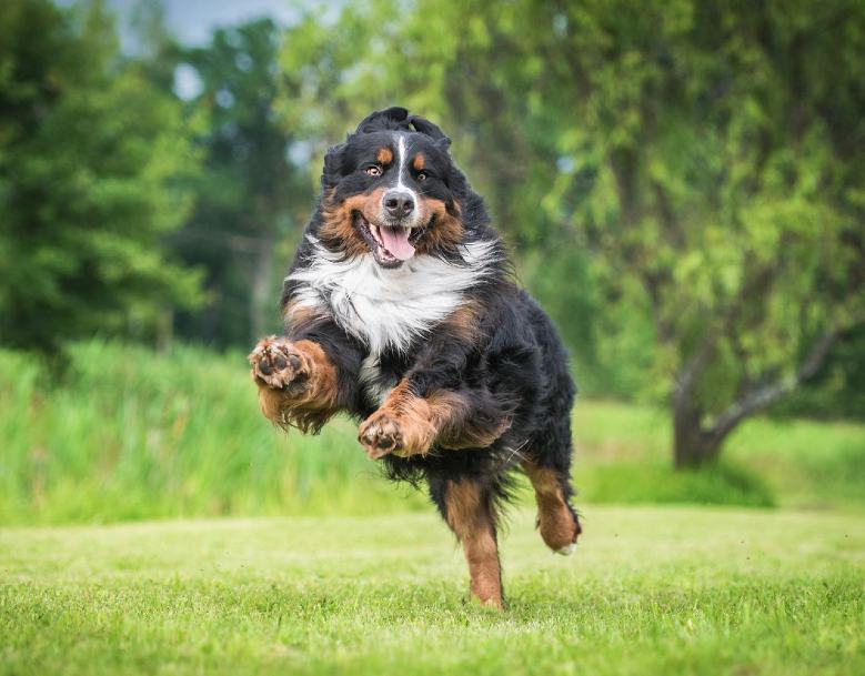 Bernese mountain dog running