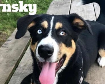 Bernese mountain dog and husky mix Dog: Facts and Information