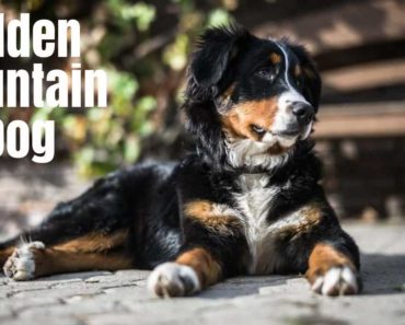 Bernese Mountain Dog and Golden Retriever Mix: Facts & Information