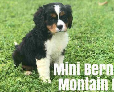 Mini bernese mountain dog: Facts and Information