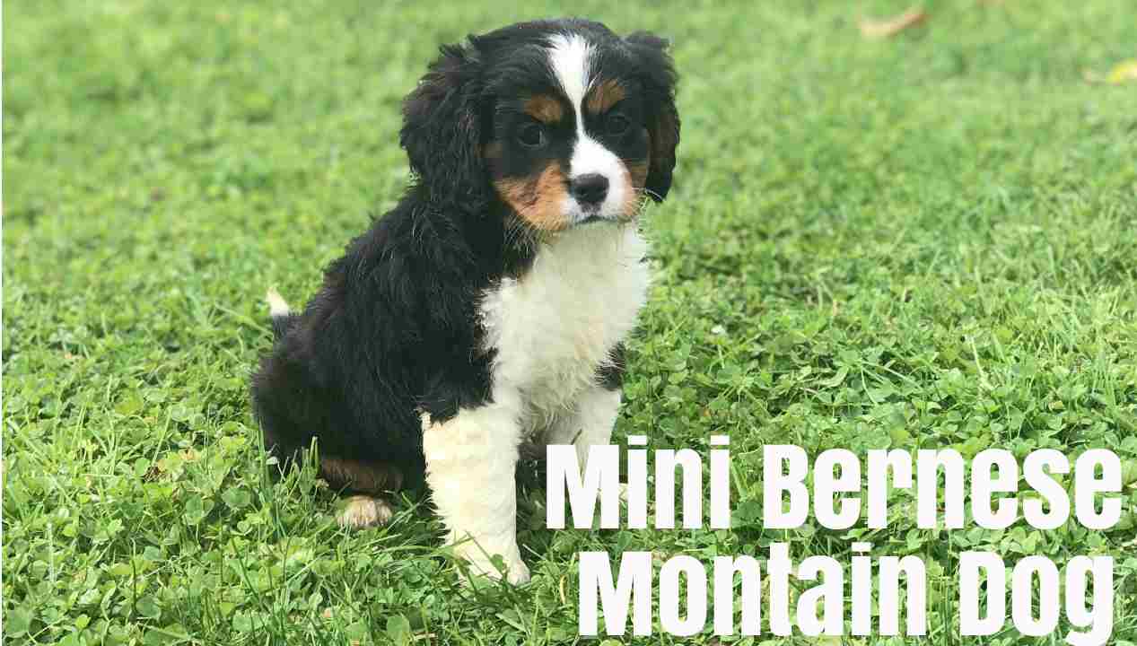 Mini bernese mountain dog: Facts and Information - bernese-mountain-dog.com