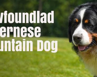 Newfoundland Bernese Mountain Dog: Facts and Information