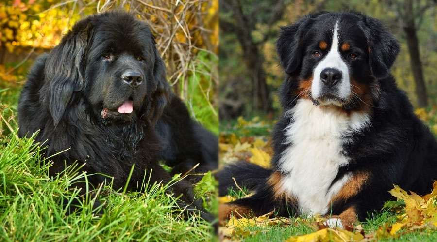 Appearance of Newfoundland vs Bernese Mountain Dog