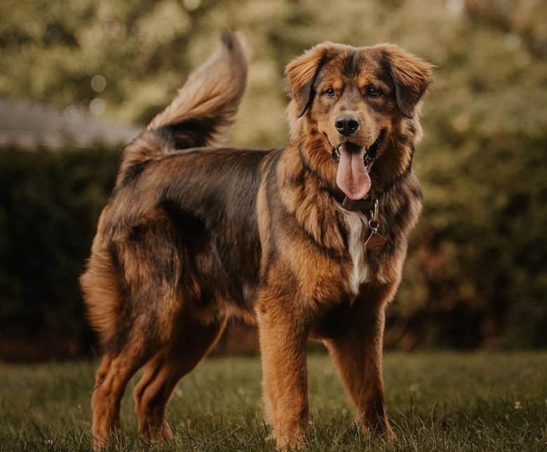 Golden Mountain Dog appearance and training